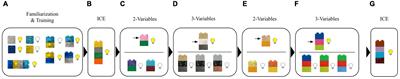 Developmental Trajectories in Diagnostic Reasoning: Understanding Data Are Confounded Develops Independently of Choosing Informative Interventions to Resolve Confounded Data